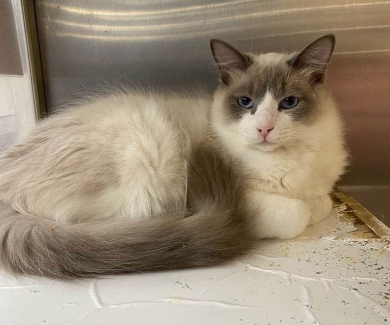 DEVIL DIAS - Photo 4