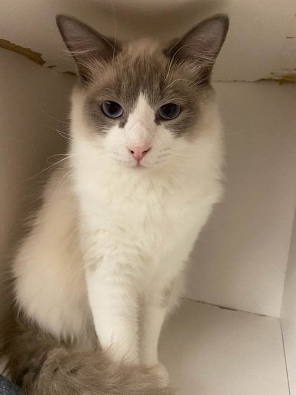 DEVIL DIAS - Photo 5