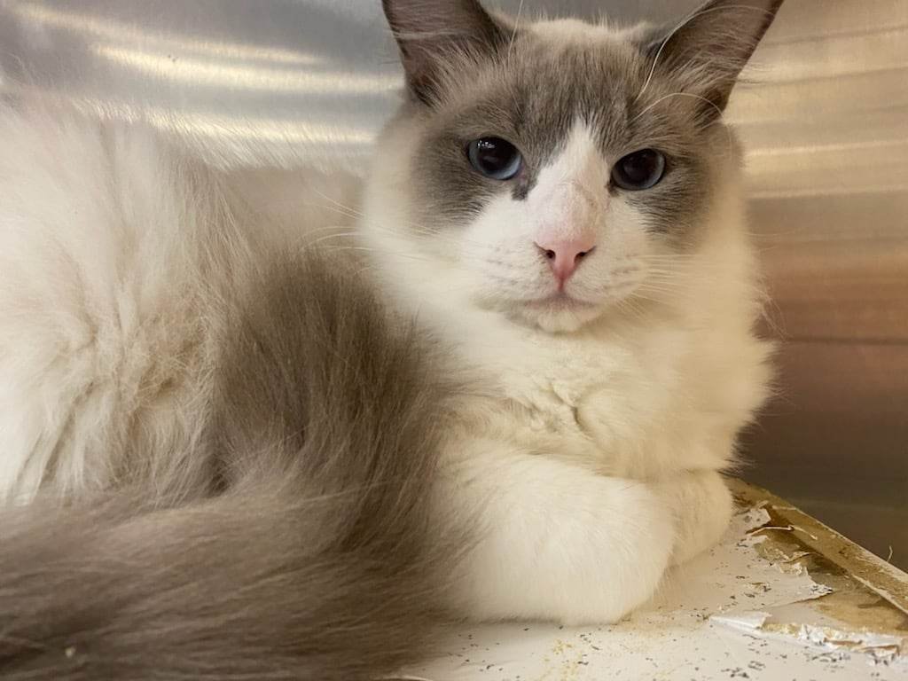 DEVIL DIAS - Photo 6