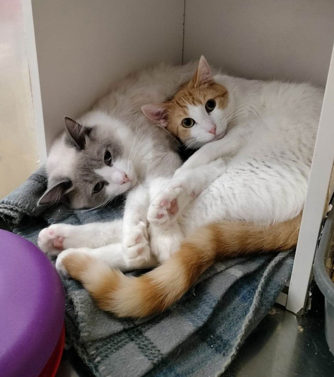 DEVIL DIAS - Photo 8