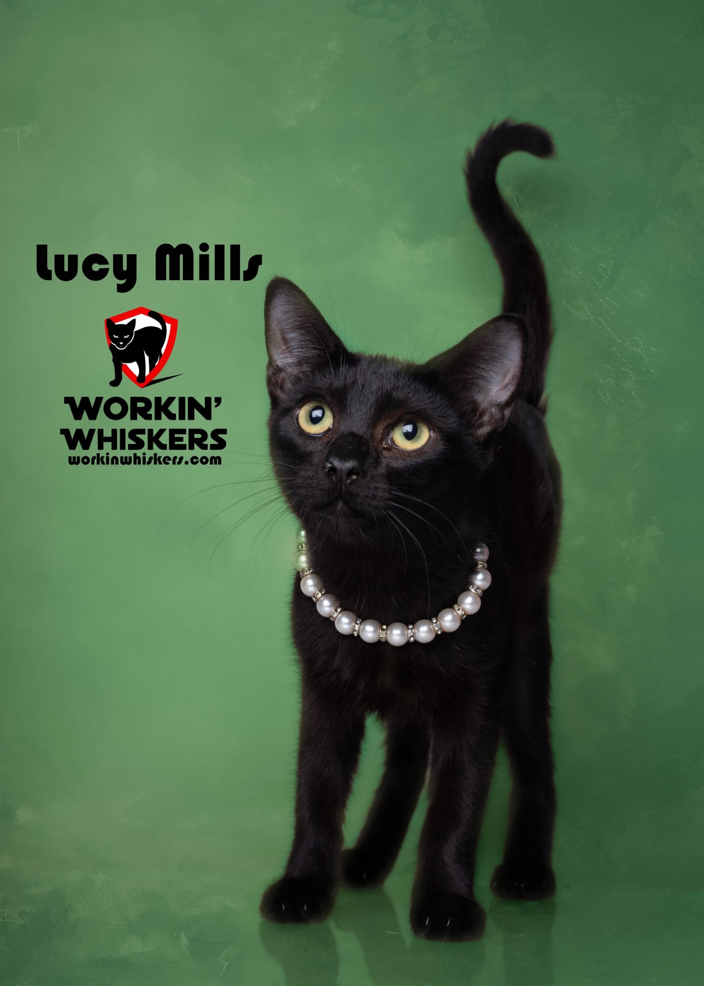 LUCY MILLS - Bombay / Domestic Short Hair available for adoption
