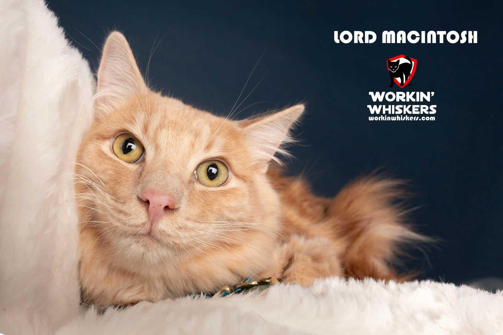 LORD MACHINTOSH - Maine Coon / Domestic Long Hair available for adoption