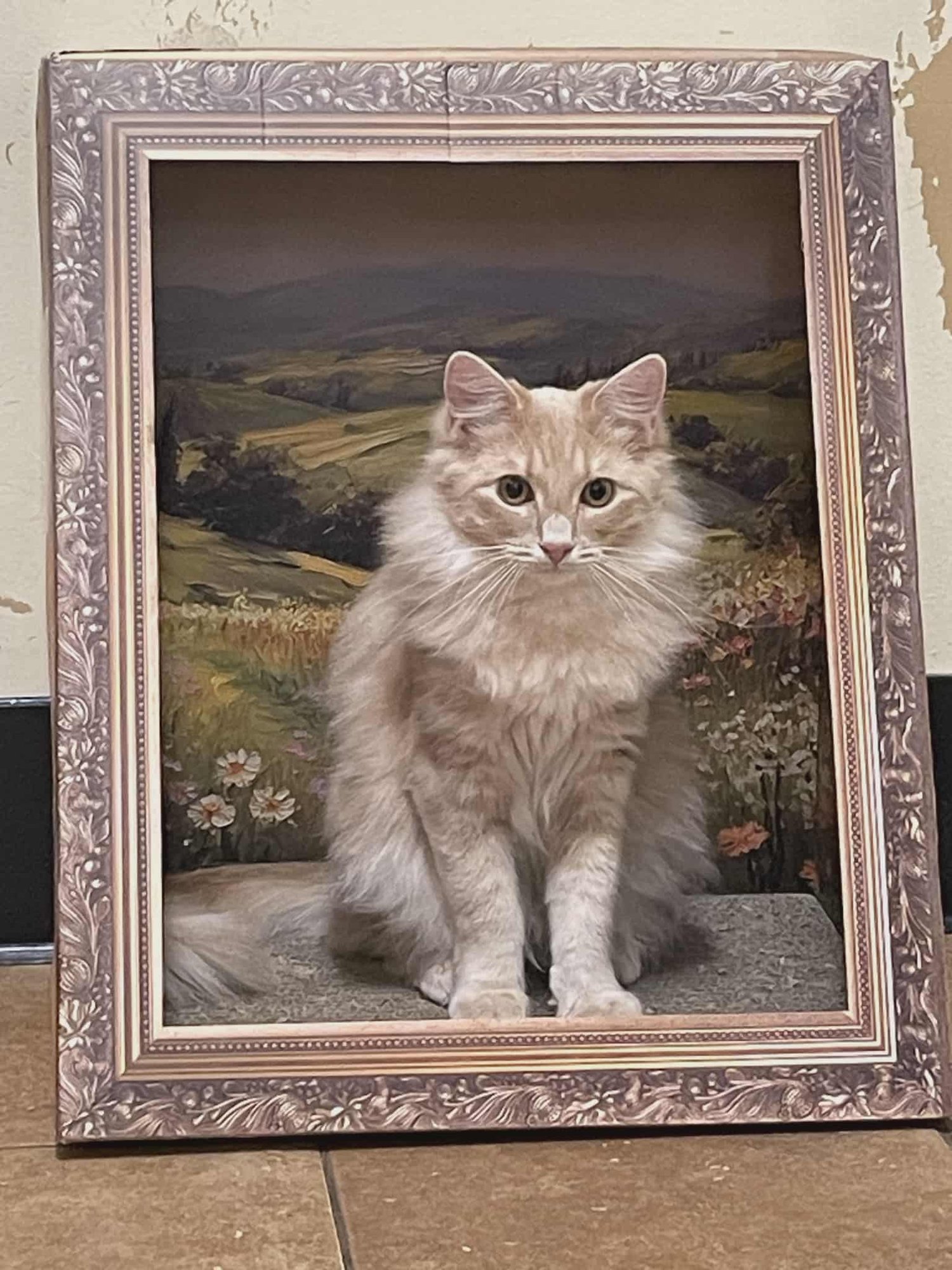 LORD MACHINTOSH - Maine Coon / Domestic Long Hair available for adoption