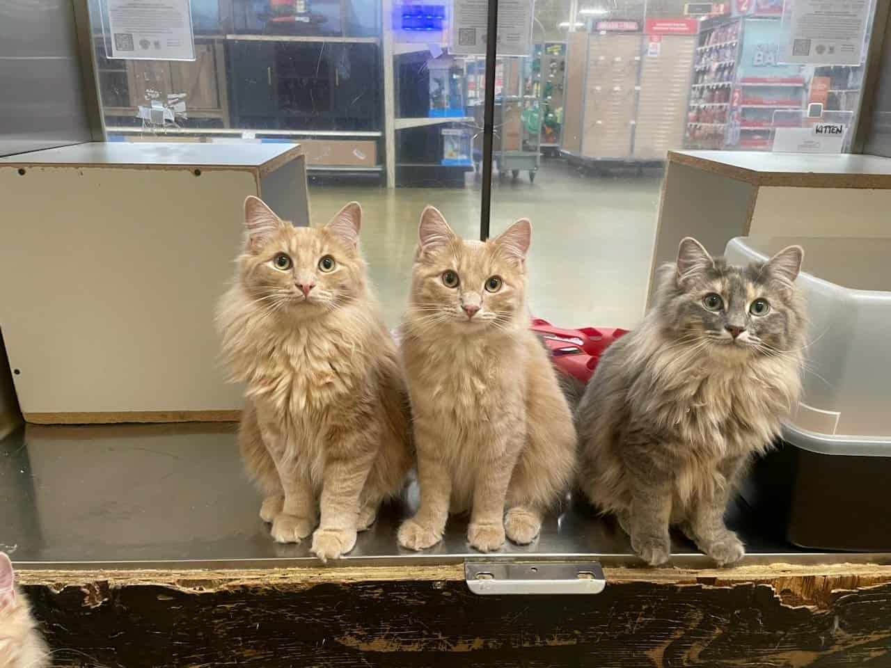 LORD MACHINTOSH - Photo 3