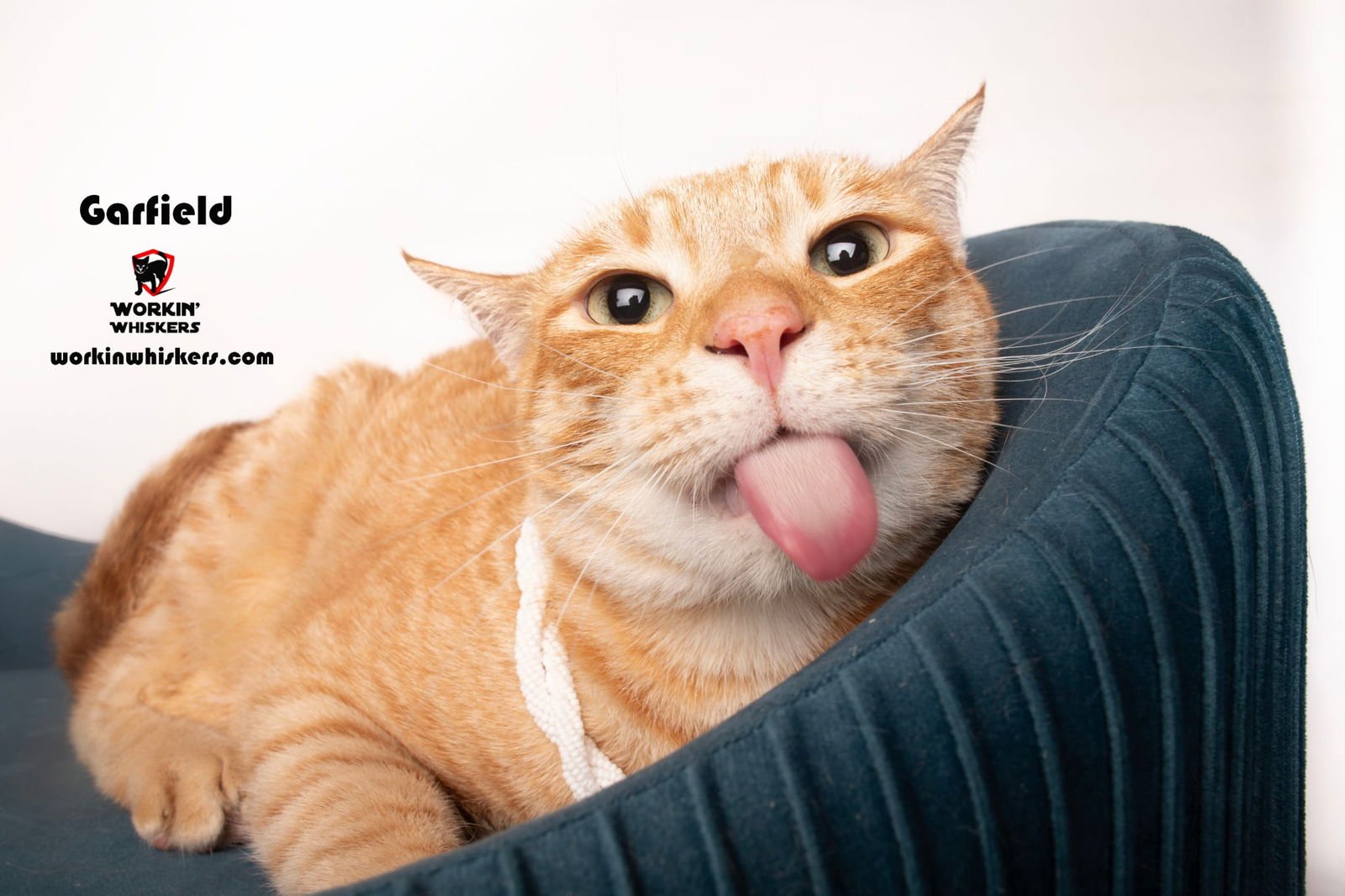 GARFILED - Domestic Short Hair / Tabby available for adoption