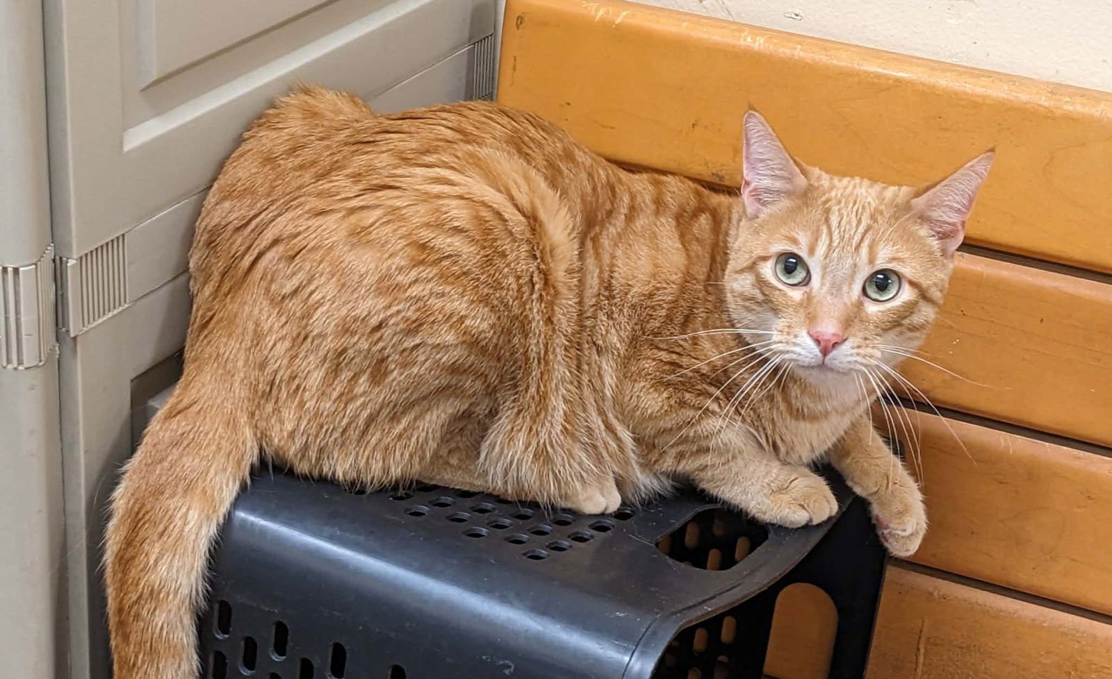 GARFILED - Domestic Short Hair / Tabby available for adoption