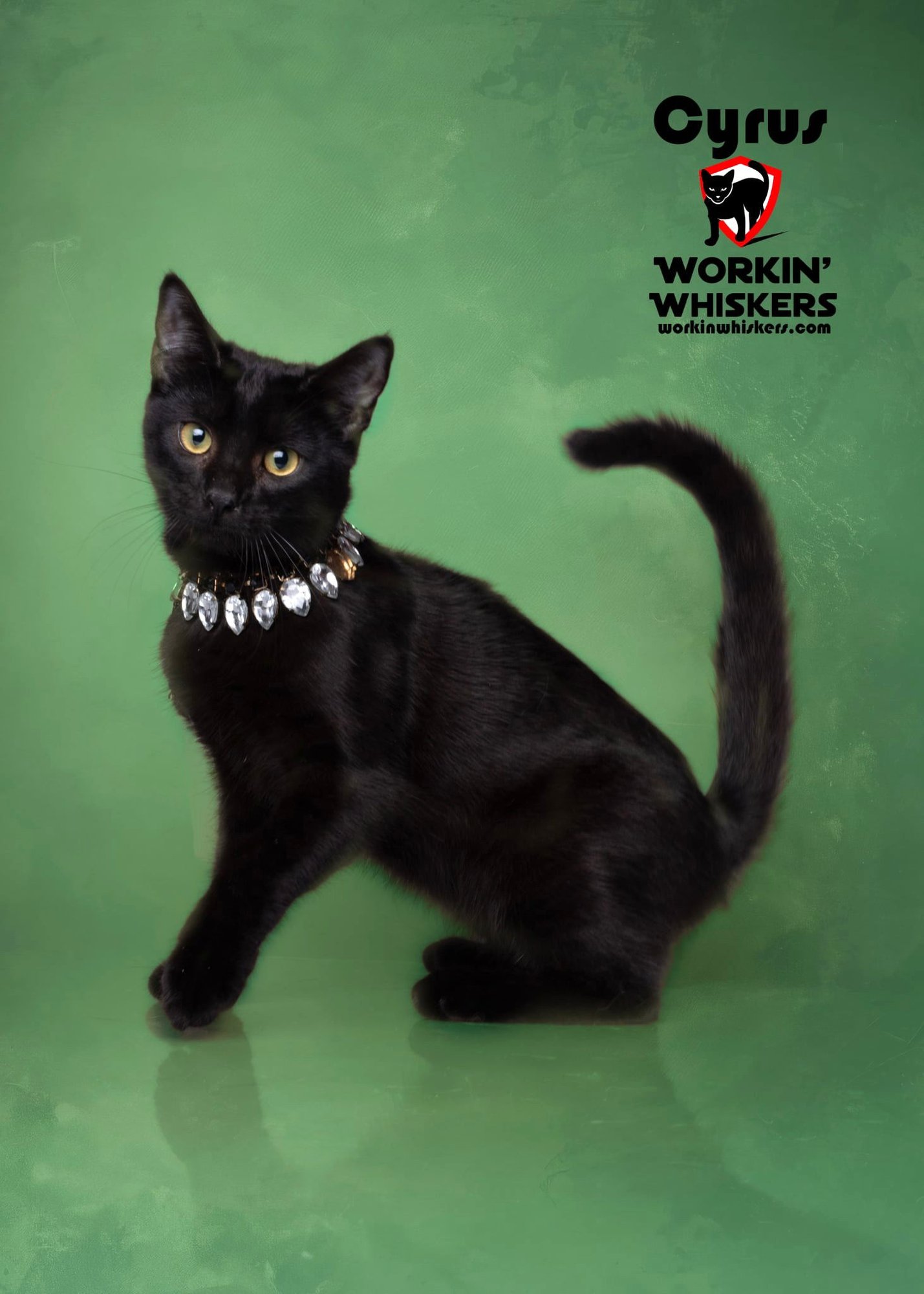 CYRUS - Bombay / Domestic Short Hair available for adoption