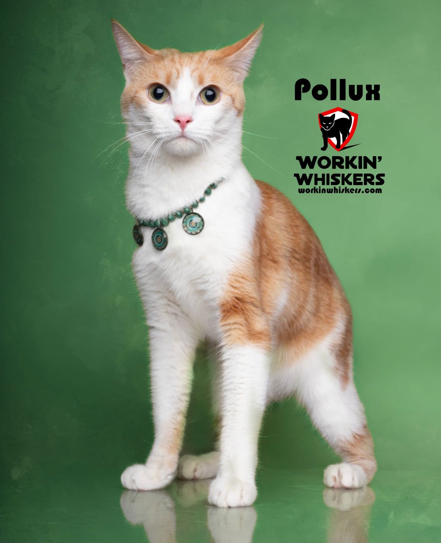POLLUX - Domestic Short Hair / Tabby available for adoption