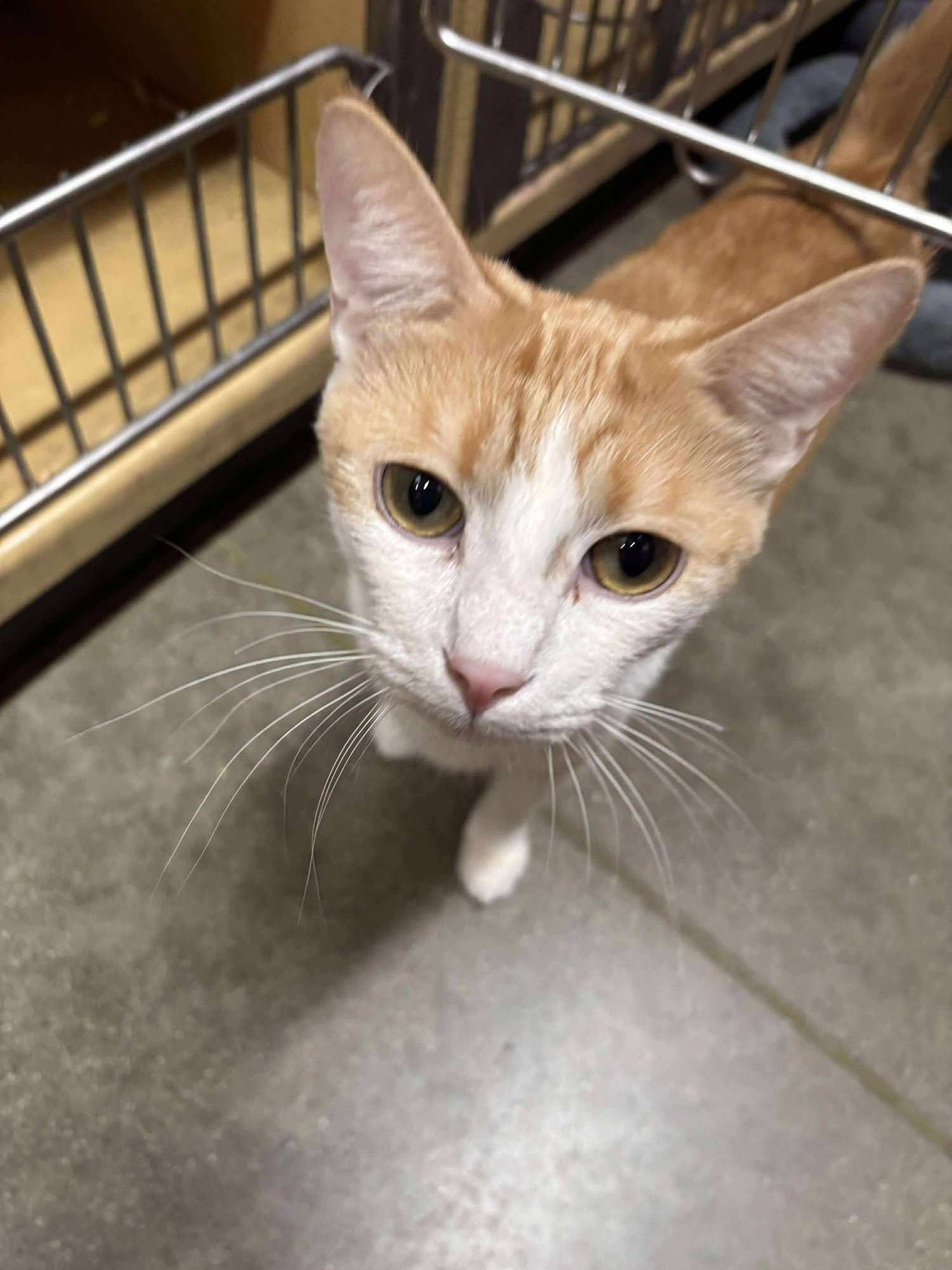 POLLUX - Domestic Short Hair / Tabby available for adoption