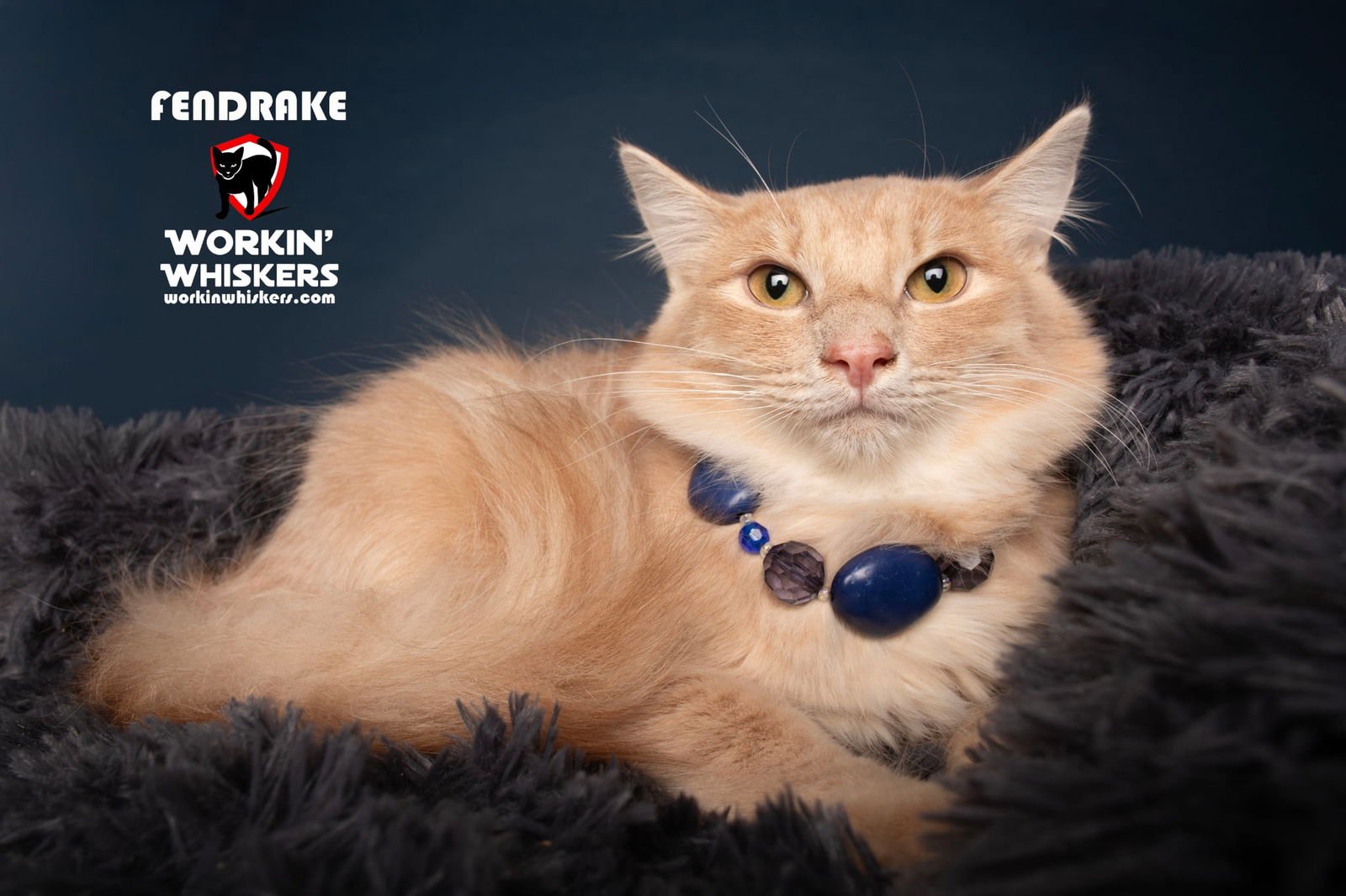FENDRAKE - Maine Coon / Domestic Long Hair available for adoption