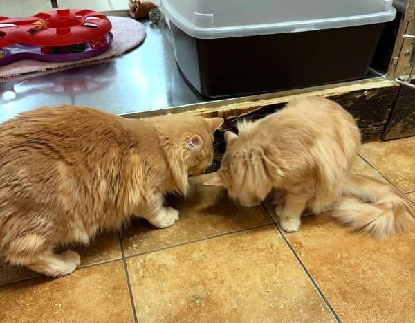 FENDRAKE - Maine Coon / Domestic Long Hair available for adoption