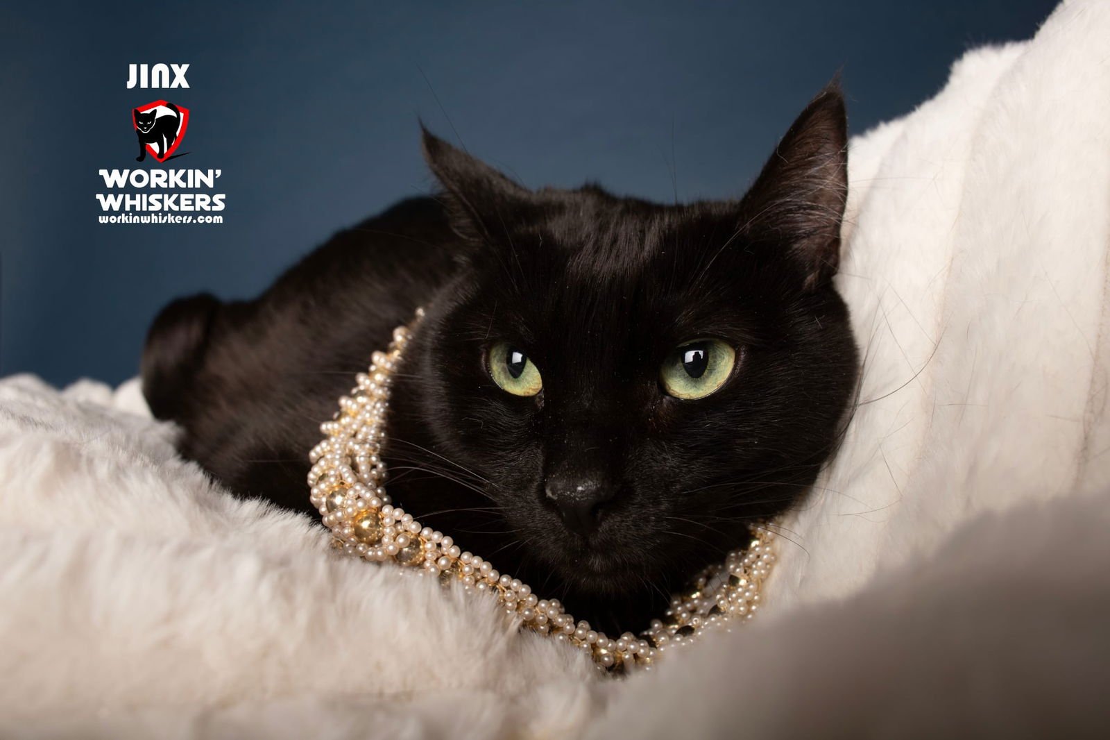 JINX - Bombay / Domestic Short Hair available for adoption