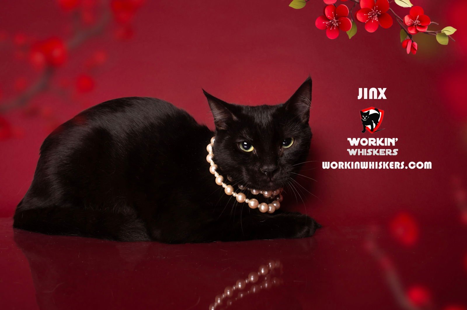 JINX - Bombay / Domestic Short Hair available for adoption