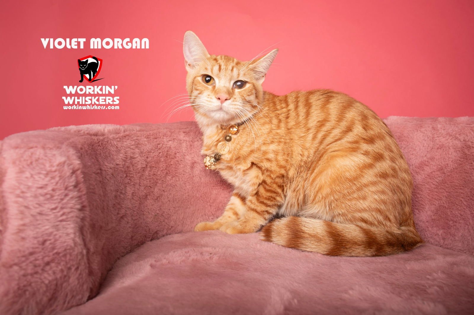 VIOLET MORGAN - Domestic Short Hair / Tabby available for adoption
