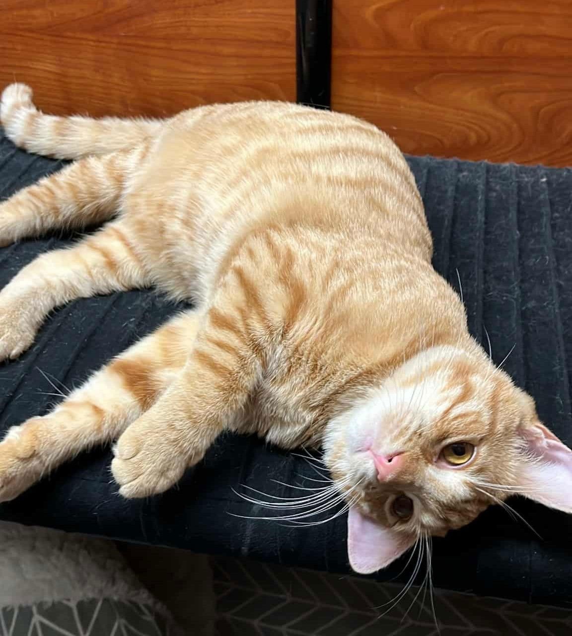 VIOLET MORGAN - Domestic Short Hair / Tabby available for adoption