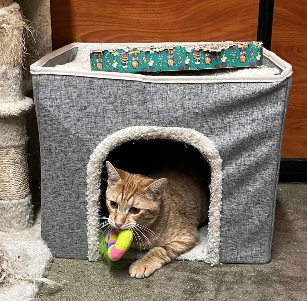 VIOLET MORGAN - Photo 3