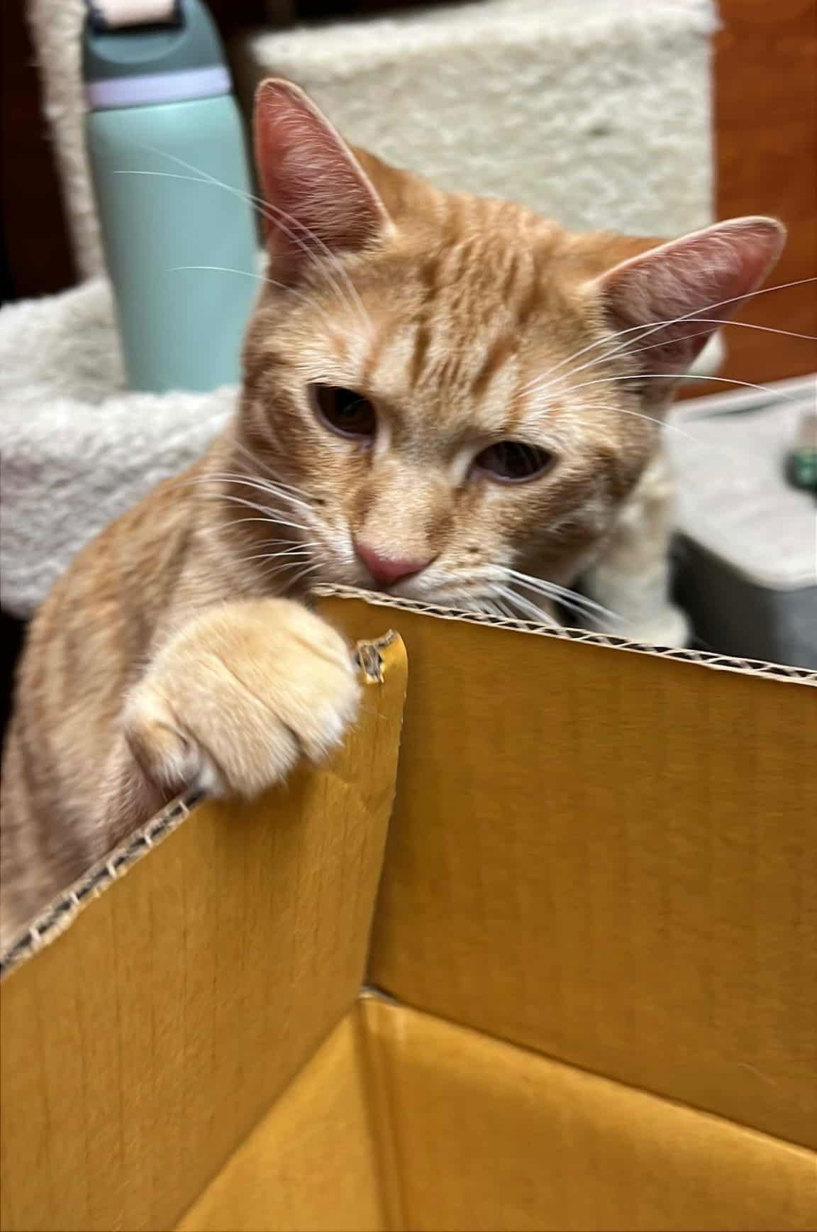 VIOLET MORGAN - Photo 4