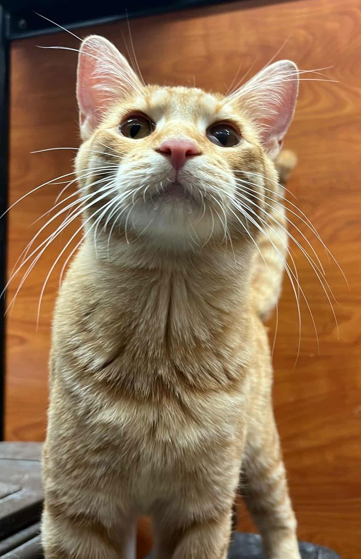 VIOLET MORGAN - Photo 5