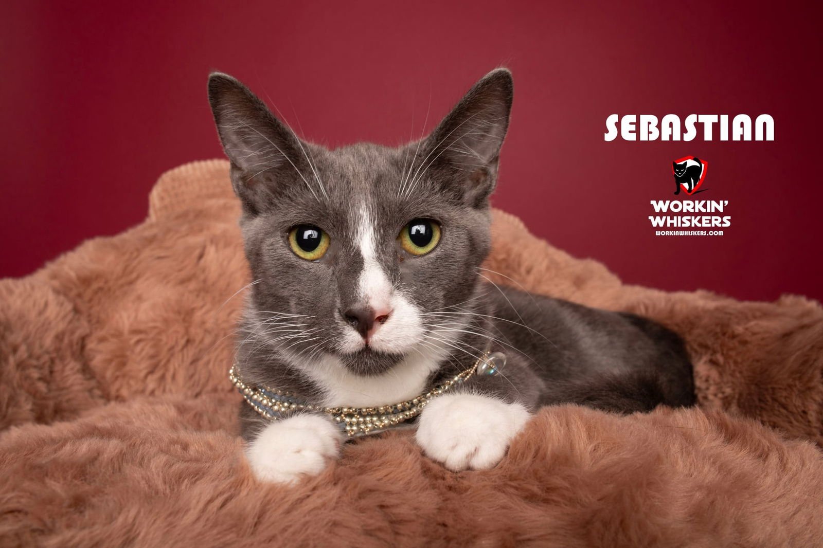 SEBASTIAN - Tuxedo / Domestic Short Hair available for adoption