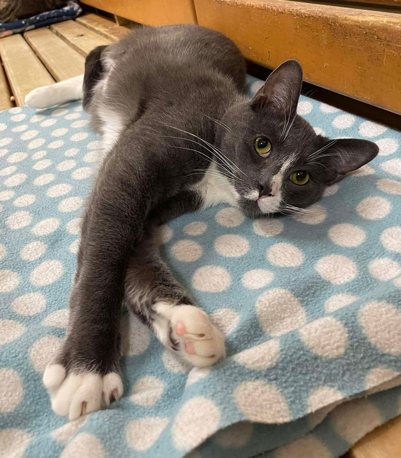 SEBASTIAN - Tuxedo / Domestic Short Hair available for adoption