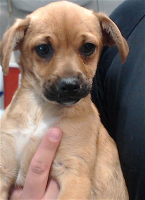 BONNIE - Chihuahua available for adoption