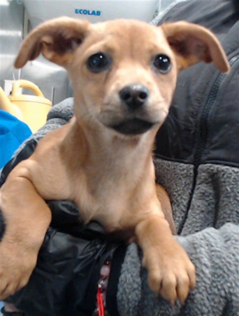 THUMPER - Chihuahua available for adoption