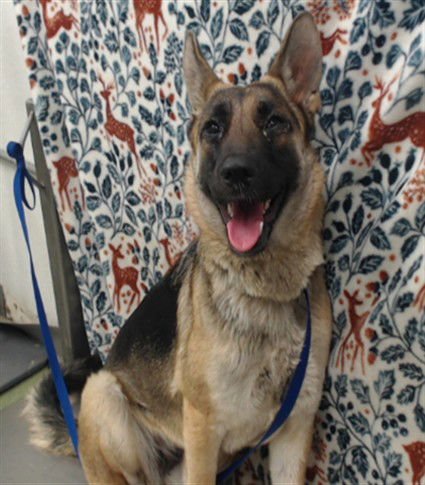 MED WAIVER LADY - German Shepherd Dog available for adoption
