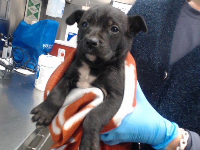 EARL GRAY - Pit Bull Terrier available for adoption