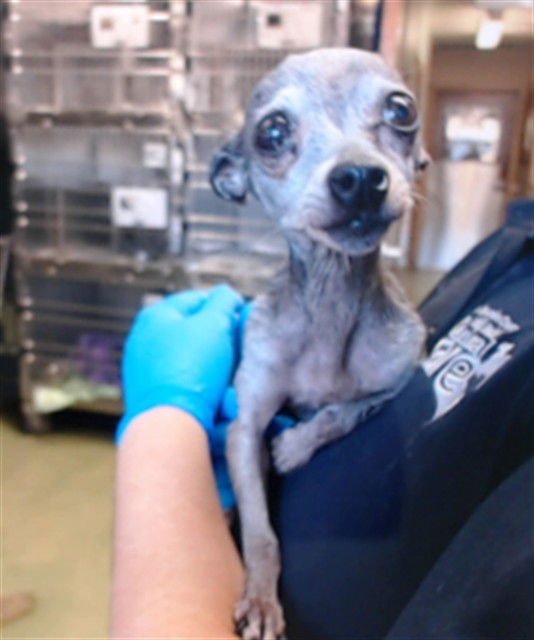 IRMA - Chihuahua available for adoption