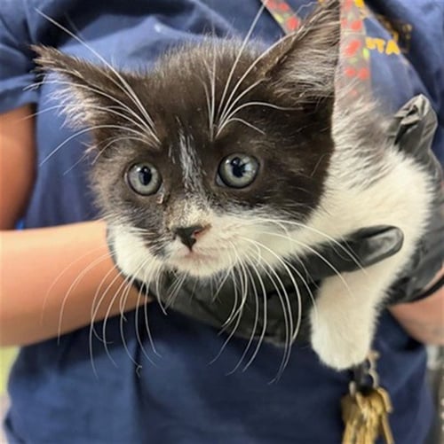 CELINE - Domestic Short Hair available for adoption