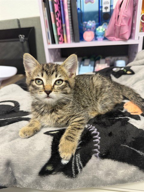 MED ADOPT CLARABELLE