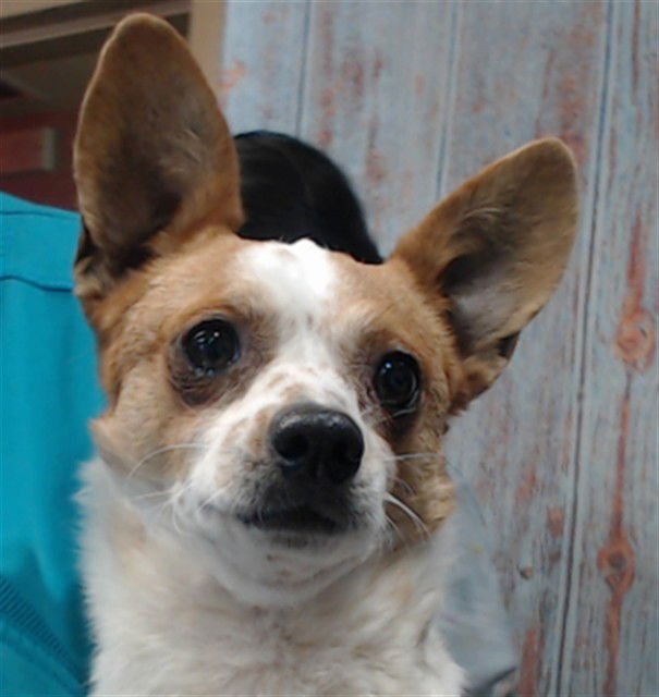 SRIRACHA - Terrier available for adoption