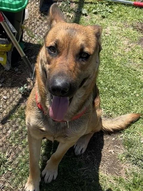 MED WAIVER LOUISE - German Shepherd Dog available for adoption