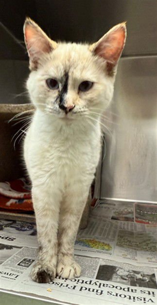 KITKAT - Domestic Short Hair available for adoption