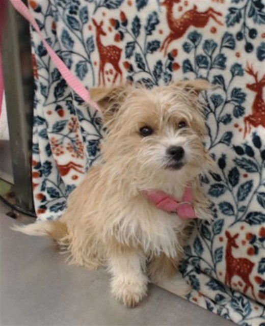 SPRITE - Terrier available for adoption