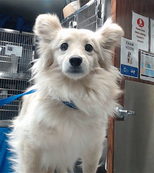 SHELDON - Shetland Sheepdog Sheltie available for adoption