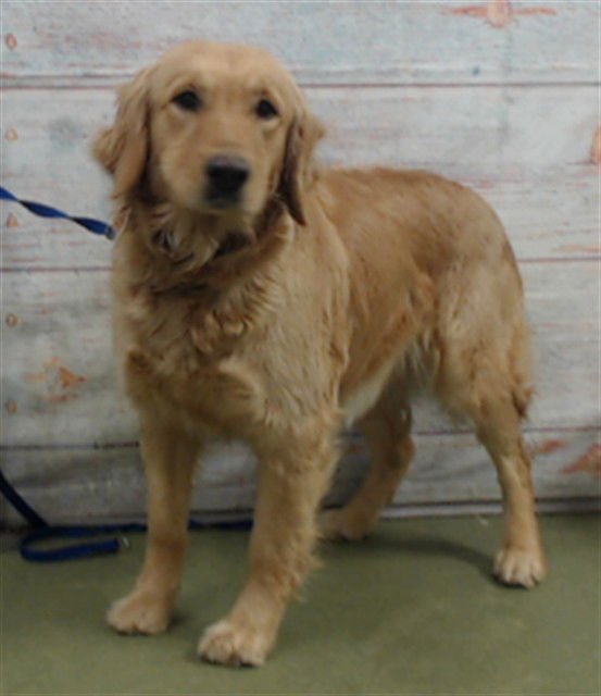 SAVATARI - Golden Retriever available for adoption