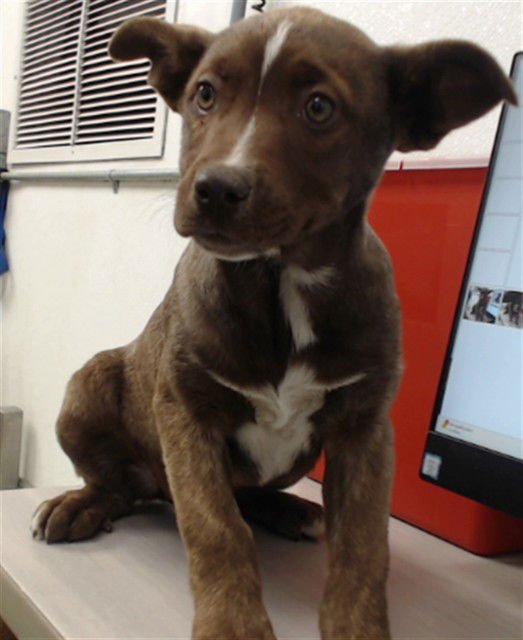 RODEO QUEEN - Australian Cattle Dog/Blue Heeler available for adoption