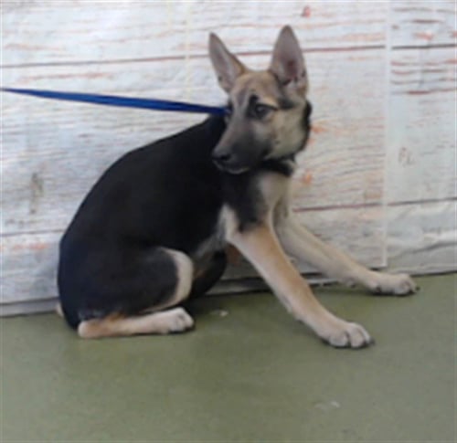 LOO LISA - German Shepherd Dog available for adoption
