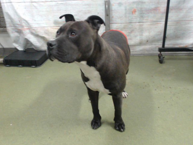 MED WAIVER ROCCO - Pit Bull Terrier available for adoption