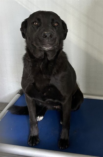 MARLEY - Labrador Retriever / German Shepherd Dog available for adoption