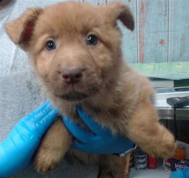 WOODY - German Shepherd Dog available for adoption