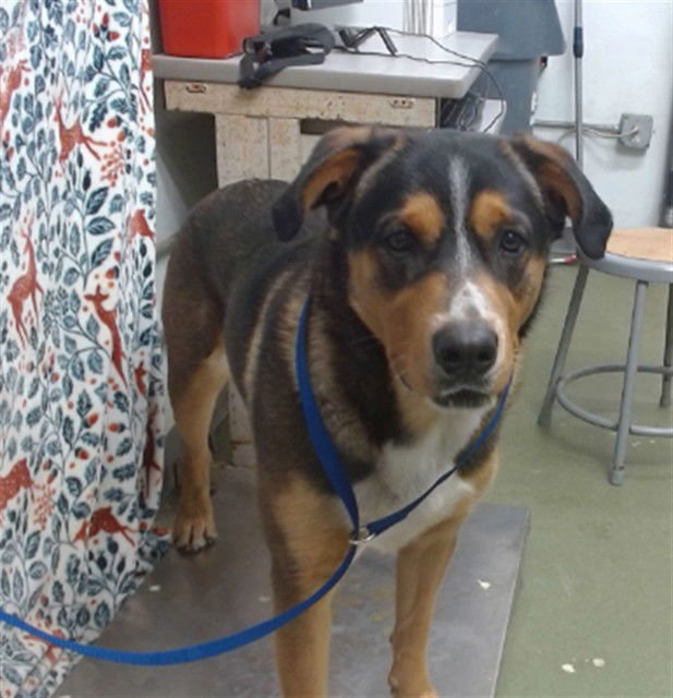 TEDDY - German Shepherd Dog available for adoption