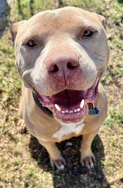 REX - Pit Bull Terrier available for adoption