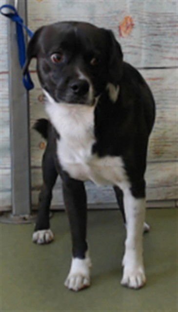 FIFEL - Beagle available for adoption