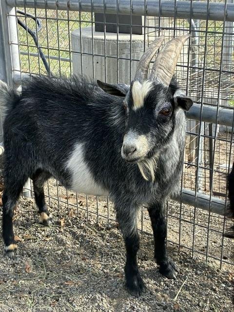 SAFFRON - Goat available for adoption