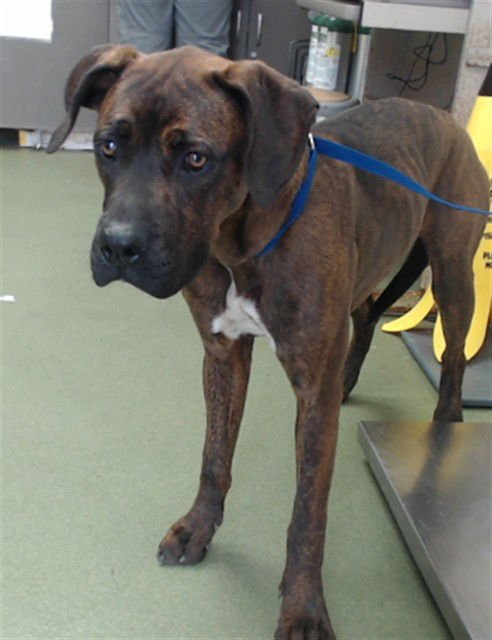 CHAPLIN - Boxer available for adoption