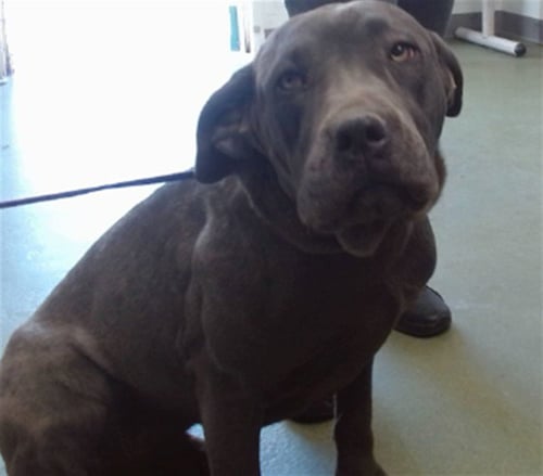 CASSIDY - Cane Corso Mastiff available for adoption