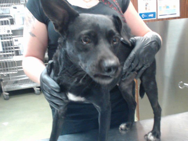 MED WAIVER ABBY - Chihuahua available for adoption