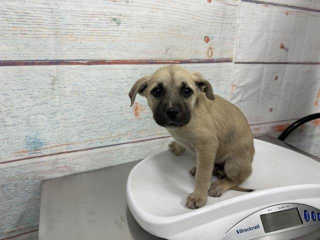 MED WAIVER JOHN - Pit Bull Terrier available for adoption